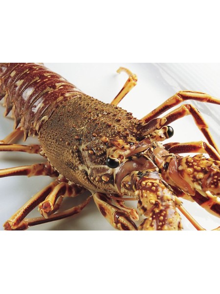 Langosta