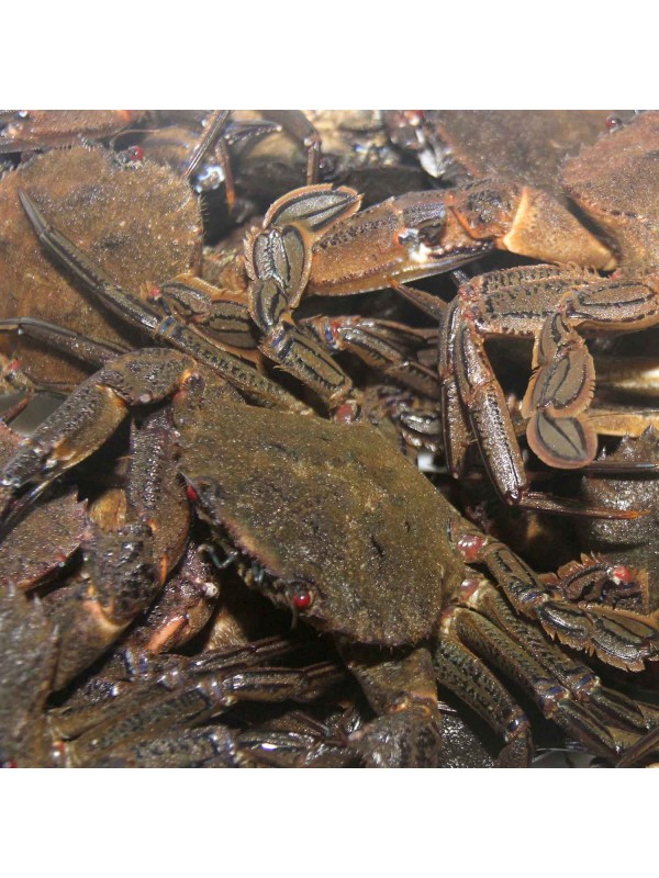 Nécora